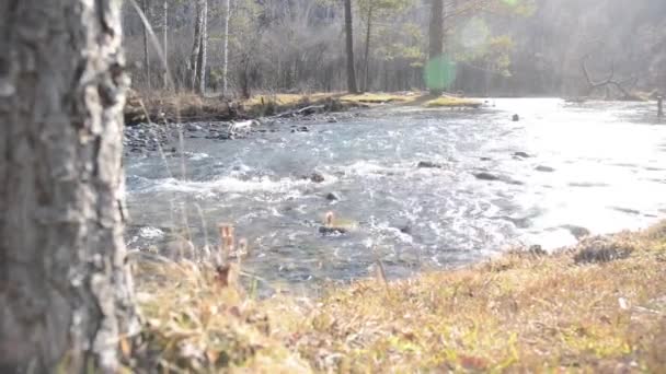 森の近くの山の川で水しぶきのドリースライダーショット。ぬれた岩や太陽の光線。水平安定した動き。生の平色. — ストック動画