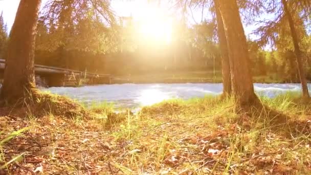 Äng vid bergsflodens strand. Landskap med grönt gräs, tallar och solstrålar. Rörelse på motordriven sliderdocka. — Stockvideo