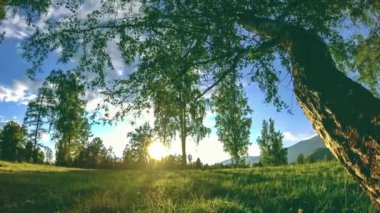 Yaz veya sonbahar aylarında dağ çayır zaman atlamalı. Vahşi doğa ve kırsal alan. Motorlu sürgü dolly hareketi.