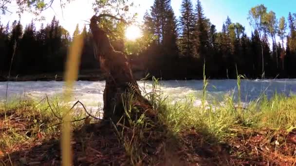 Prato sulla riva del fiume di montagna. Paesaggio con erba verde, pini e raggi del sole. Movimento su carrello scorrevole motorizzato. — Video Stock