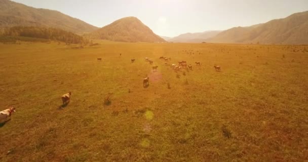 Vol à basse altitude au-dessus d'une rivière de montagne fraîche et rapide avec des rochers au soleil matin d'été. — Video