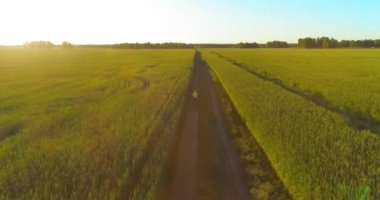 Kırsal yoldaki bir çim tarlasında bisiklet süren genç bir çocuğun hava manzarası. Güneş ışığı ve ışınlar.