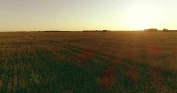 Voo de baixa altitude acima do campo de verão rural com infinita paisagem amarela na noite ensolarada de verão. Raios solares no horizonte. — Vídeo de Stock