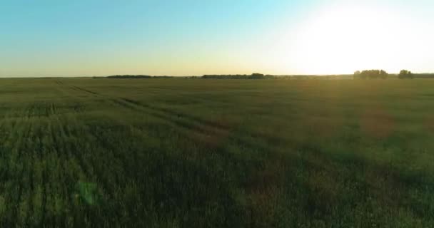 Laaggelegen vlucht boven landelijk zomerveld met eindeloos geel landschap op zomerzonnige avond. Zonnestralen aan de horizon. — Stockvideo