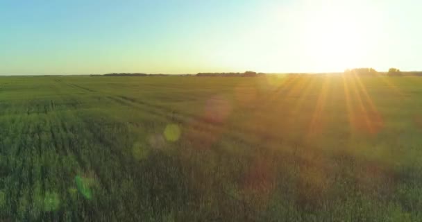 Vol à basse altitude au-dessus d'un champ d'été rural avec un paysage jaune infini en soirée ensoleillée d'été. Rayons solaires à l'horizon.
