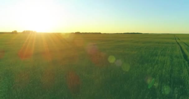 Vol à basse altitude au-dessus d'un champ d'été rural avec un paysage jaune infini en soirée ensoleillée d'été. Rayons solaires à l'horizon.