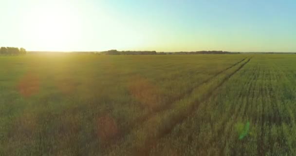 Voo de baixa altitude acima do campo de verão rural com infinita paisagem amarela na noite ensolarada de verão. Raios solares no horizonte. — Vídeo de Stock