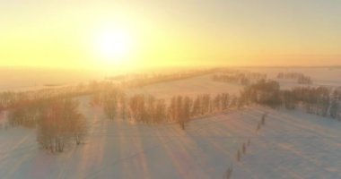 Arktik çayırlı soğuk kış manzarası, karla kaplı ağaçlar ve ufukta sabah güneşleri..
