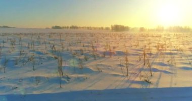 Arktik çayırlı soğuk kış manzarası, karla kaplı ağaçlar ve ufukta sabah güneşleri..