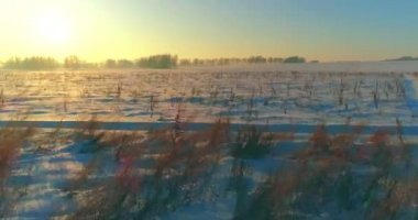 Arktik çayırlı soğuk kış manzarası, karla kaplı ağaçlar ve ufukta sabah güneşleri..