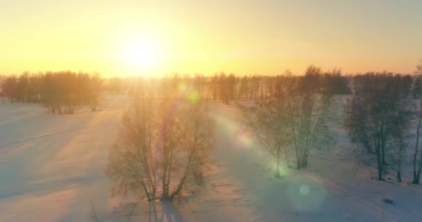 Luchtfoto drone uitzicht op koud winterlandschap met poolveld, bomen bedekt met vorst sneeuw en ochtendzon stralen over horizon. — Stockvideo