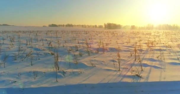 Luchtfoto drone uitzicht op koud winterlandschap met poolveld, bomen bedekt met vorst sneeuw en ochtendzon stralen over horizon. — Stockvideo