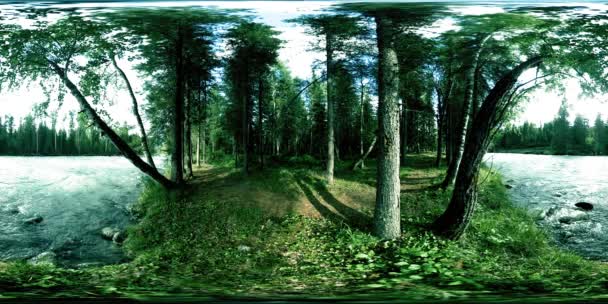 360 VR virtual reality of a wild forest. Pine forest, small fast, cold mountain river. National park. — Stock Video