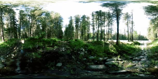 360 VR realidade virtual de uma floresta selvagem. Floresta de pinheiro, pequeno e rápido rio de montanha frio. Parque nacional. — Vídeo de Stock