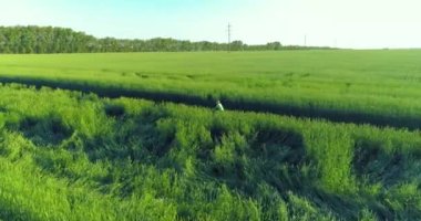 Kırsal yoldaki bir çim tarlasında bisiklet süren genç bir çocuğun hava manzarası. Güneş ışığı ve ışınlar.