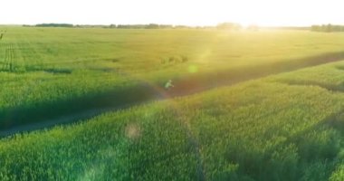 Kırsal yoldaki bir çim tarlasında bisiklet süren genç bir çocuğun hava manzarası. Güneş ışığı ve ışınlar.