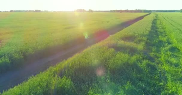 Vista aérea sobre el niño, que monta en bicicleta a través de un campo de hierba de trigo en el viejo camino rural. Luz solar y rayos. — Vídeo de stock