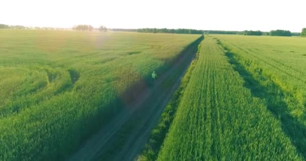 Flygfoto på ung pojke, som rider en cykel genom ett vete gräs fält på den gamla landsvägen. Solljus och strålar. — Stockvideo