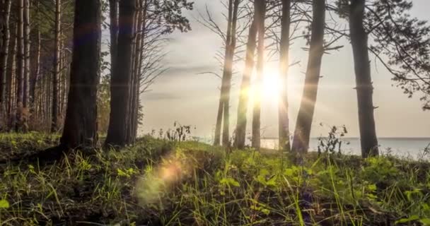 Floresta selvagem lago timelapse na hora de verão. Natureza selvagem e prado rural. Floresta verde de pinheiros, raios de sol e nuvens sobre o mar. Motorizado dolly movimento deslizante — Vídeo de Stock