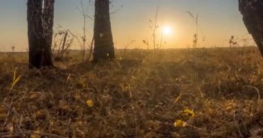 Yazın ya da sonbaharda çayır zamanlaması. Kırsal alan cadısı güneş ışınları, ağaçlar ve yeşil çimenler. Gün batımında motorlu doli kaydırıcı