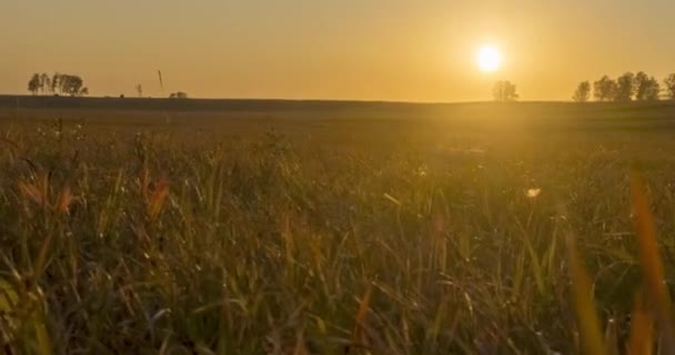 Plat deal lunca timelapse la ora de apus de soare de vară. Natură sălbatică și câmp de iarbă rurală. Razele solare şi copacii. Slider de păpuși motorizat — Videoclip de stoc