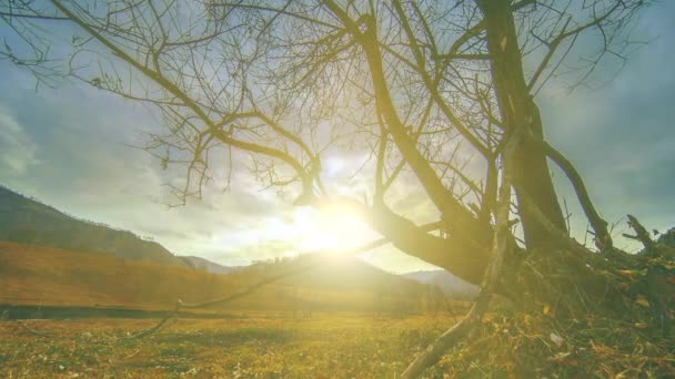 Time lapse of death tree and dry yellow grass at mountian landscape with clouds and sun rays. Movimiento deslizante horizontal — Vídeo de stock