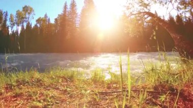 Dağ nehri kıyısındaki çayır. Yeşil çimlerle, çam ağaçlarıyla ve güneş ışınlarıyla kaplı bir manzara. Motorlu kaydırma kulesinde hareket.