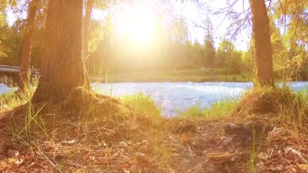 Prado na margem do rio da montanha. Paisagem com grama verde, pinheiros e raios de sol. Movimento em boneca deslizante motorizada. — Vídeo de Stock