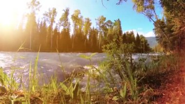 Dağ nehri kıyısındaki çayır. Yeşil çimlerle, çam ağaçlarıyla ve güneş ışınlarıyla kaplı bir manzara. Motorlu kaydırma kulesinde hareket.