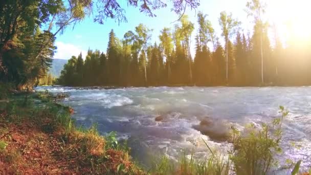 Meadow a hegyi folyóparton. Tájkép zöld fűvel, fenyőfákkal és napsugarakkal. Motoros tolókocsi mozgása. — Stock videók