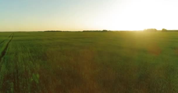 Vol à basse altitude au-dessus d'un champ d'été rural avec un paysage jaune infini en soirée ensoleillée d'été. Rayons solaires à l'horizon.