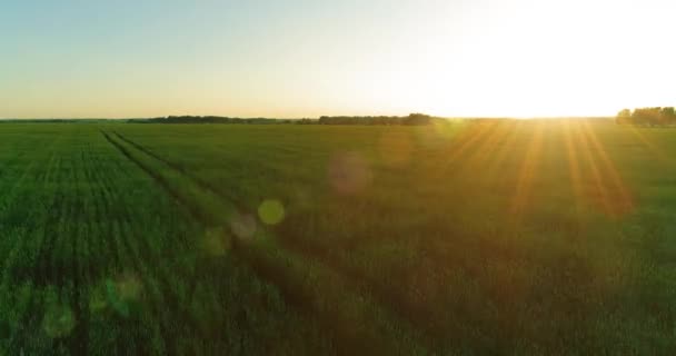 Vol à basse altitude au-dessus d'un champ d'été rural avec un paysage jaune infini en soirée ensoleillée d'été. Rayons solaires à l'horizon.