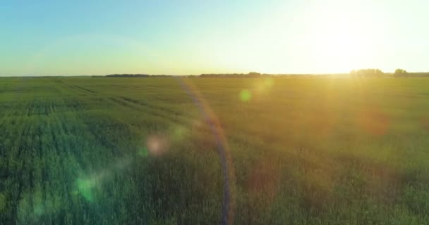 Vol à basse altitude au-dessus d'un champ d'été rural avec un paysage jaune infini en soirée ensoleillée d'été. Rayons solaires à l'horizon.