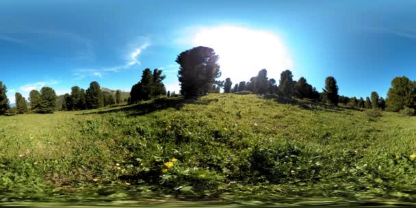 UHD 4K 360 VR z zielonego lasu górskiego. Promienie słoneczne i cień, trawa i sosny. — Wideo stockowe