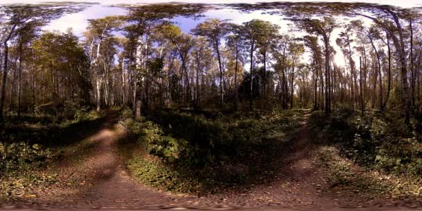 UHD 4K 360 VR Realtà Virtuale di un'area ricreativa del parco cittadino. Alberi ed erba verde al giorno d'autunno o d'estate — Video Stock