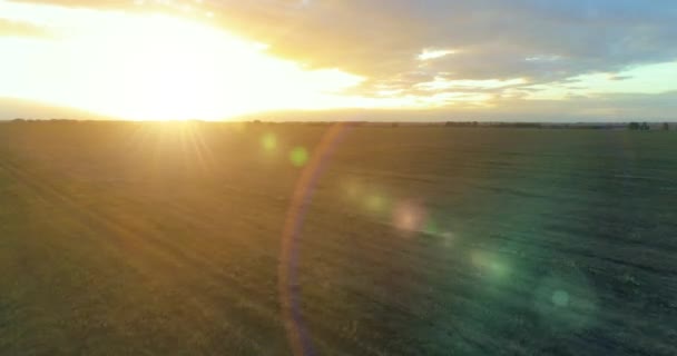 Flug über ländliche Sommerlandschaft mit endlosem gelben Feld am sonnigen Sommerabend. Landwirtschaftliches Ackerland bei Sonnenaufgang im Herbst — Stockvideo