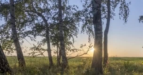 Čas louky uplyne v létě nebo na podzim. Venkovské čarodějnické sluneční paprsky, stromy a zelená tráva. Motorizovaný posuvník Dolly — Stock video