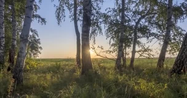 Yazın ya da sonbaharda çayır zamanlaması. Kırsal alan cadısı güneş ışınları, ağaçlar ve yeşil çimenler. Motorlu doli kaydırma hareketi — Stok video