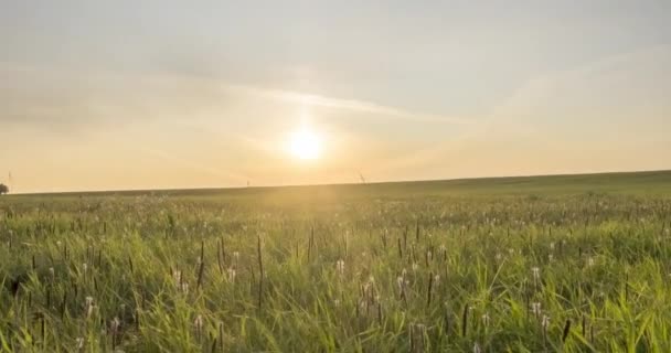 Хілл-Луговий часовий пояс в літній або осінній час. Дика нескінченна природа та сільське поле. Сонячні промені над зеленою травою. Рух моторизованого лялькового повзунка — стокове відео