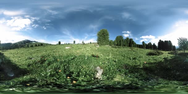 UHD 4K 360 VR timelapse зеленого гірського лісу. Сонячні промені і тінь, трава і сосна. — стокове відео