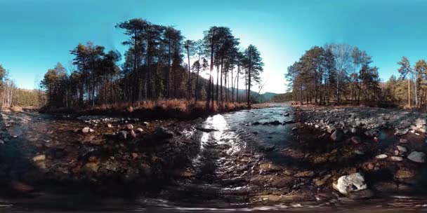 360 VR realidade virtual de uma montanha selvagem, pinhal e fluxos de rio. Parque nacional, prado e raios de sol. — Vídeo de Stock