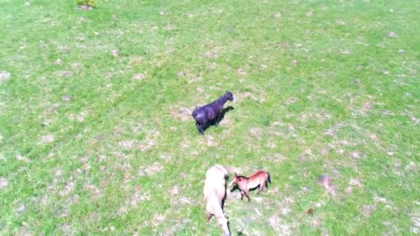 Volo sopra mandrie di cavalli selvatici sul prato di montagna. Montagne estive natura selvaggia. Libertà concetto di ecologia. — Video Stock