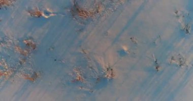 Arktik çayırlı soğuk kış manzarası, karla kaplı ağaçlar ve ufukta sabah güneşleri..