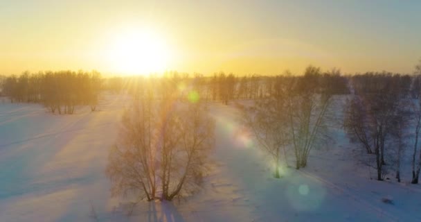 Luchtfoto drone uitzicht op koud winterlandschap met poolveld, bomen bedekt met vorst sneeuw en ochtendzon stralen over horizon. — Stockvideo