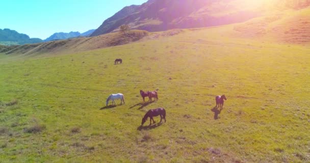 Vuelo sobre el rebaño de caballos salvajes en el prado. Primavera montañas naturaleza salvaje. Concepto de ecología de libertad. — Vídeos de Stock