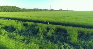 Kırsal yoldaki bir çim tarlasında bisiklet süren genç bir çocuğun hava manzarası. Güneş ışığı ve ışınlar.
