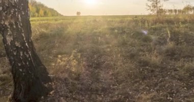 Yazın ya da sonbaharda çayır zamanlaması. Kırsal alan cadısı güneş ışınları, ağaçlar ve yeşil çimenler. Gün batımında motorlu doli kaydırıcı