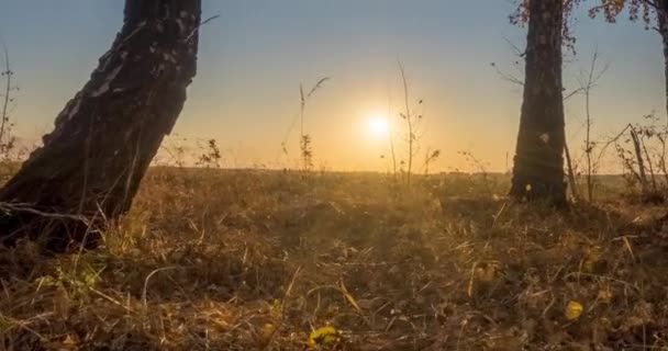 Время полета лугов летом или осенью. Сельское поле солнечные лучи ведьм, деревья и зеленая трава. Моторизованный ползунок на закате — стоковое видео