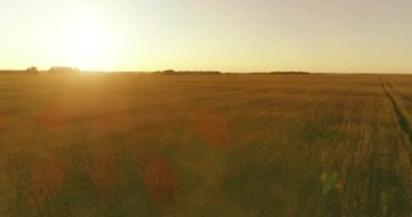 Yaz mevsiminde, sonsuz sarı manzaralı kırsal arazinin üzerinde alçak irtifa uçuşu. Ufuktaki güneş ışınları.