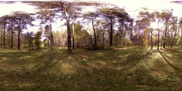 UHD 4K 360 VR都市公園レクリエーションエリアの仮想現実。秋または夏の日の木や緑の草 — ストック動画
